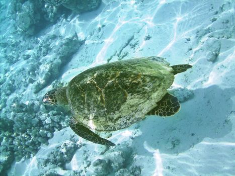 Sea turtle is swimming over a coral reef with various fish