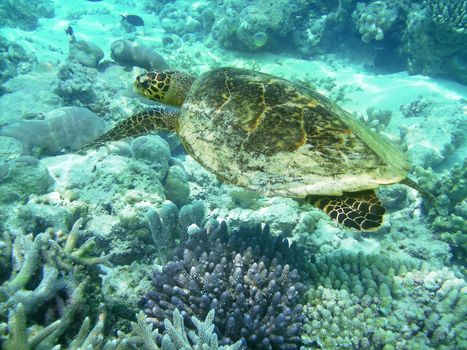 Sea turtle is swimming over a coral reef with various fish