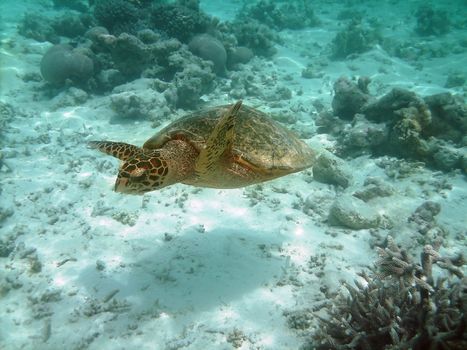 Sea turtle is swimming over a coral reef with various fish