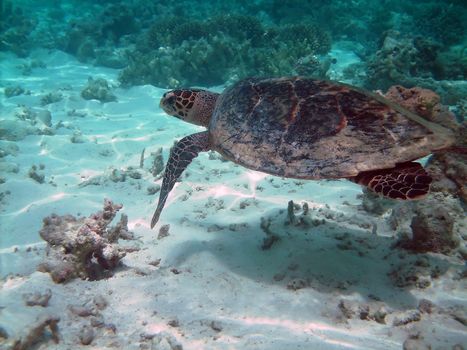 Sea turtle is swimming over a coral reef with various fish