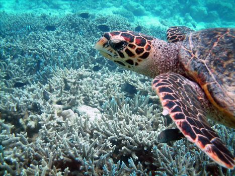 Sea turtle is swimming over a coral reef with various fish