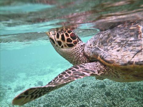 Sea turtle is swimming over a coral reef and is catching breath above the water level