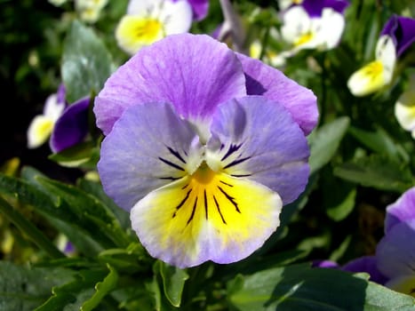           Detail of a small violet pansy