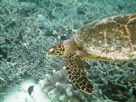 Sea turtle is swimming over a coral reef with various fish