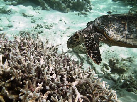 Sea turtle is swimming over a coral reef with various fish