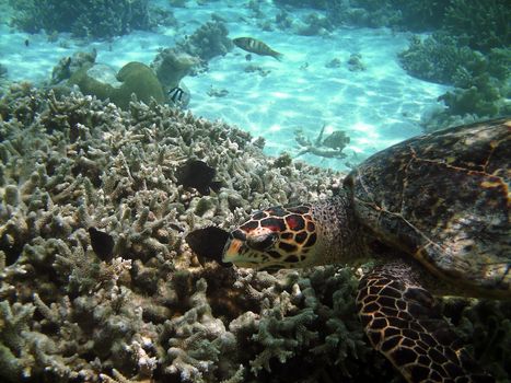 Sea turtle is swimming over a coral reef with various fish