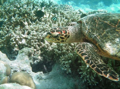 Sea turtle is swimming over a coral reef with various fish