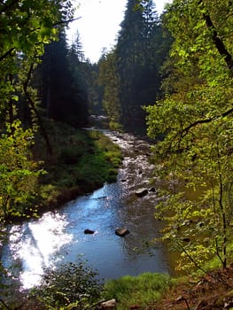           Beautiful small brook  lit by the sun hidden in the depths of the forest