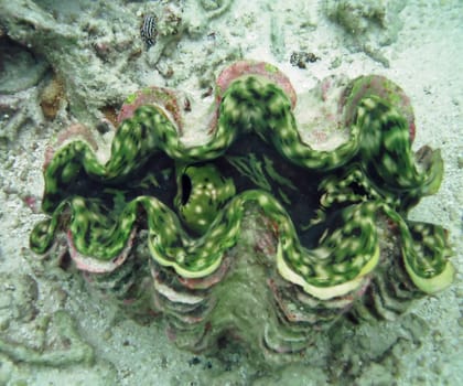 Green giant clam Tridacna gigas in the Indian ocean