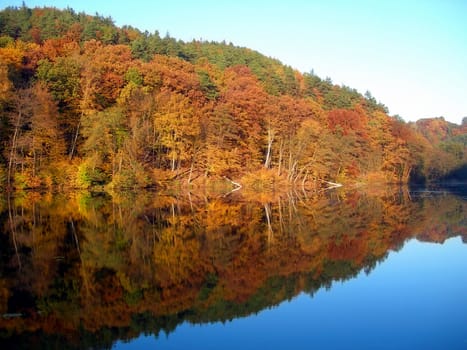       Beautiful colorful forest in the late fall / autumn      