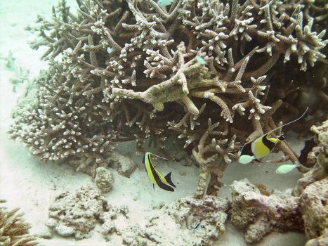 Tropical fish kingdom - coral reef in the maldivian sea