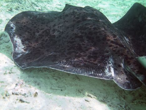 Two Mating Southern Atlantic Stingrays (Dasyatis americana) 