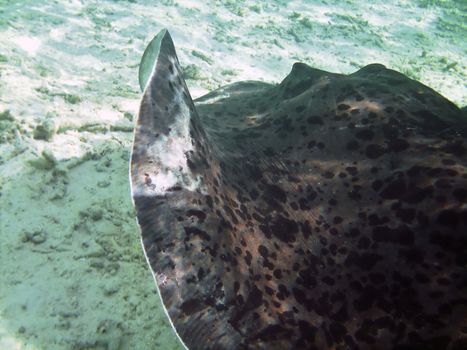 Mating Southern Atlantic Stingray (Dasyatis americana) 