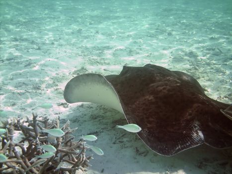 Mating Southern Atlantic Stingray (Dasyatis americana) 