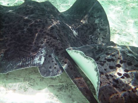 Two Mating Southern Atlantic Stingrays (Dasyatis americana) 