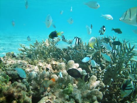 Tropical fish kingdom - coral reef in the maldivian sea