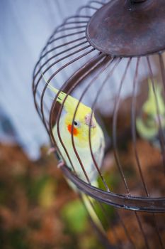 One parrot cockatiel in the vintage cell