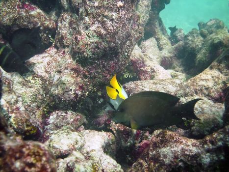 Tropical fish kingdom - coral reef in the maldivian sea