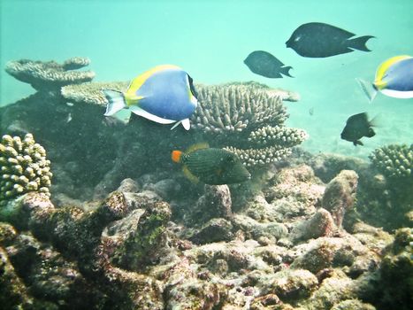   Tropical Fish Acanthurus leucosternon (Blue parrotfish) in the Maldives