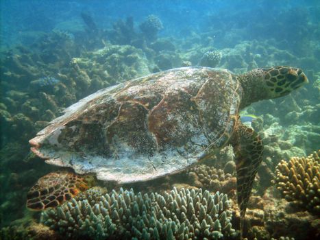 Sea turtle is swimming over a coral reef 