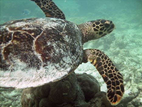 Sea turtle is swimming over a coral reef with various fish