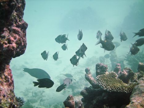 Tropical fish kingdom - coral reef in the maldivian sea