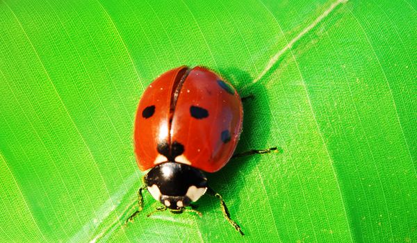 Macro shot of a ladybird bug sitting on a green leaf