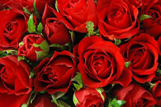 Red roses with leaves background - natural texture of love