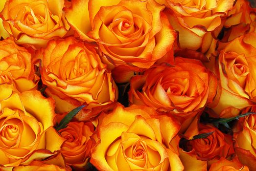 Orange roses with leaves background - natural texture with fresh flower buds