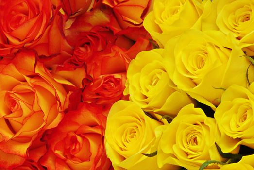 Roses of two colors - orange and yellow create nice floral background