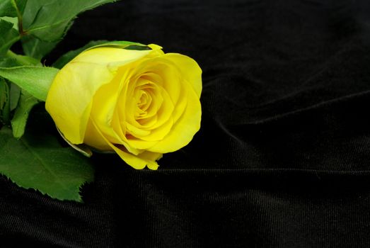 Yellow rose blossom is lying on a black silk