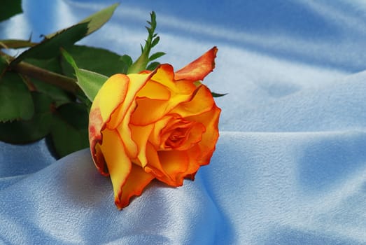 Beautiful orange rose is laying on blue satin - symbol of anniversary