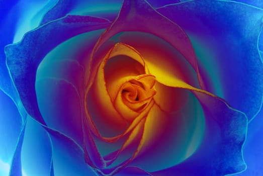 This rose appears just in your dreams - blue bloom with yellow middle