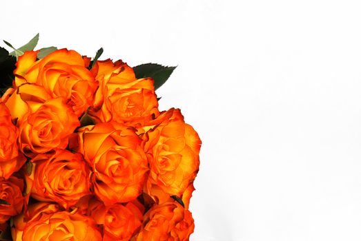 Orange roses background isolated on the white 