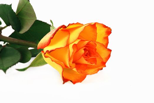 Single orange rose isolated on the white background