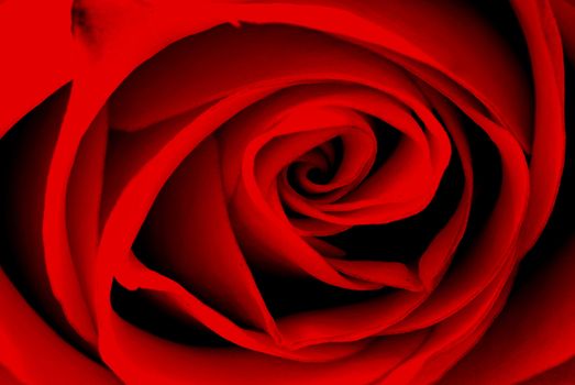 Red rose backround - beautiful natural flower closeup 