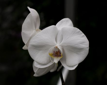 white orchid on dark background