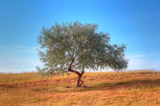 isolated willow in the field  in sunset warm light