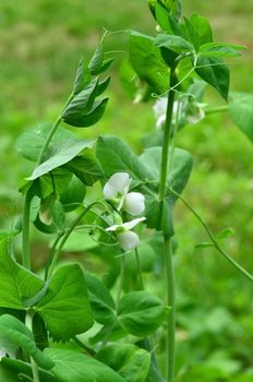 Sweet peas blooming plant in the spring time