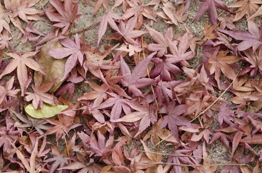 Dry brown and red leaves of japanese maple on the forest floor in autumn