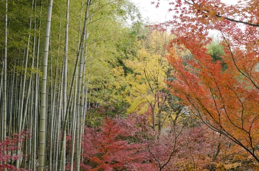 Colorful japanese autumn scene in a forest with maple and bamboo