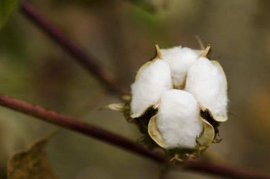 Closeup of a cotton plant, Gossypium, at harvest time