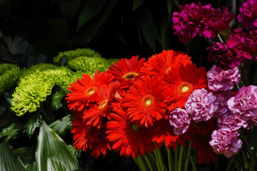 Flowers on a florist stall, red gerbera daisies