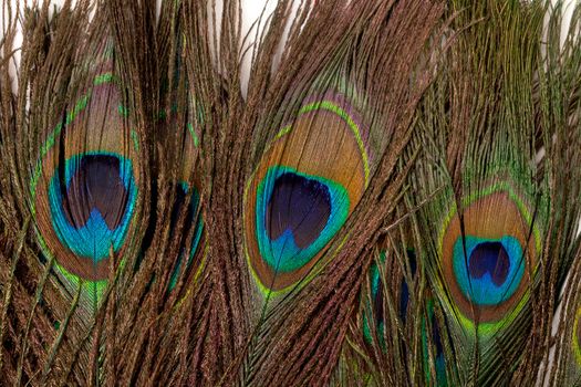 Colorful Peacock Feather, background