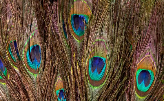 Colorful Peacock Feather, background