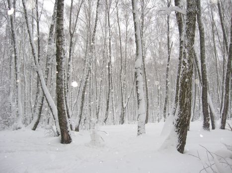 Winter landscape in a wood with birches and snowdrifts