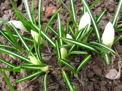 The image of some white blossoming crocuses