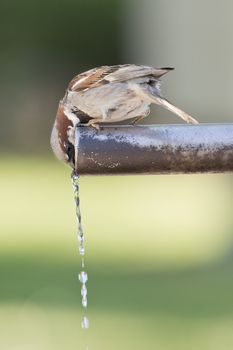 Sparrow drinking fresh water from a fountain tube