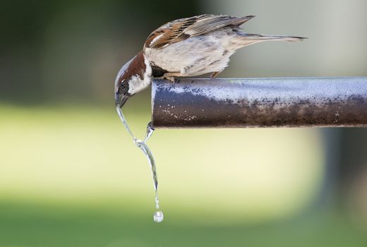 Sparrow drinking fresh water from a fountain tube