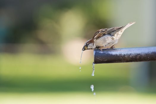 Sparrow drinking fresh water from a fountain tube